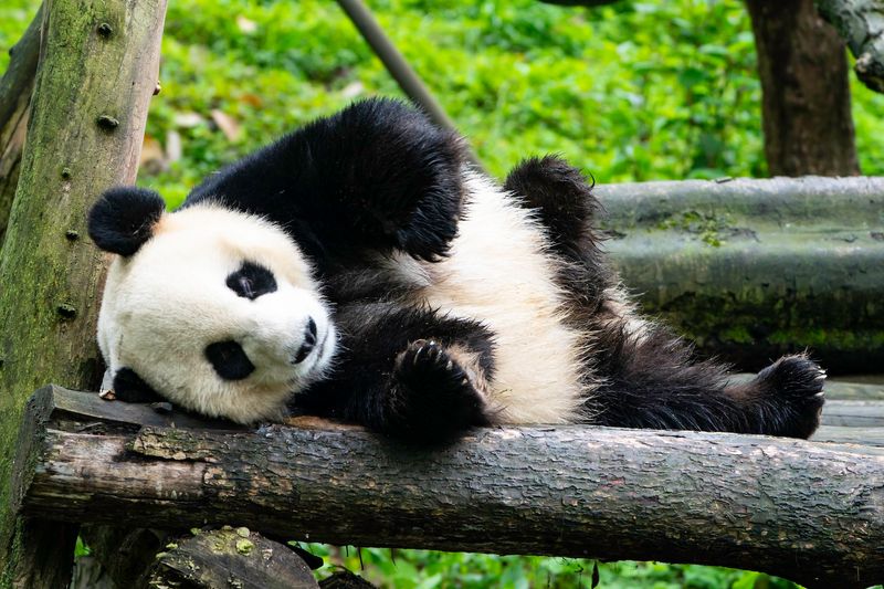 Giant Panda