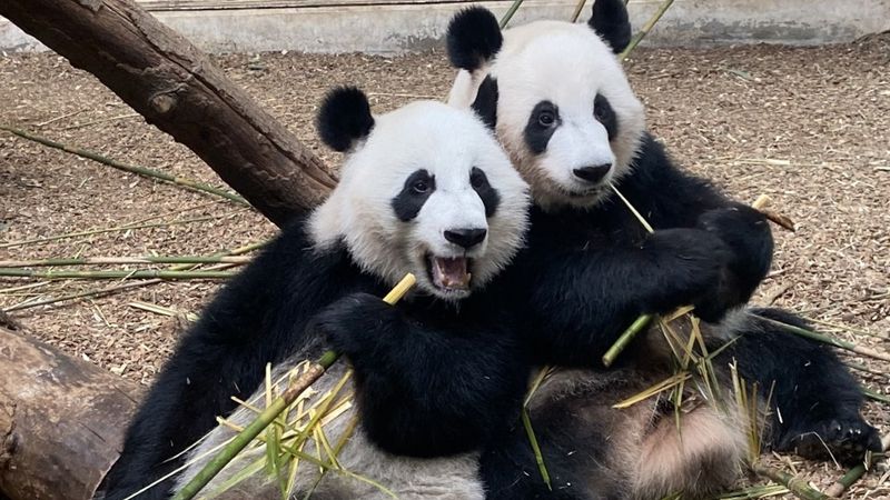 Giant Pandas