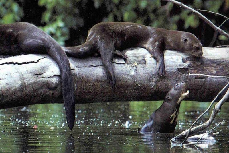 Giant River Otter