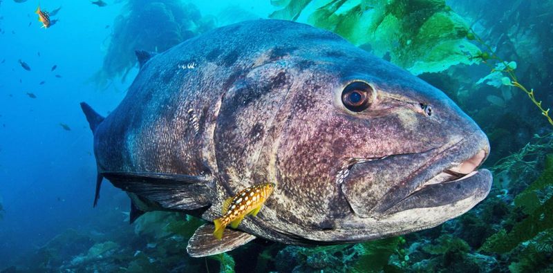 Giant Sea Bass