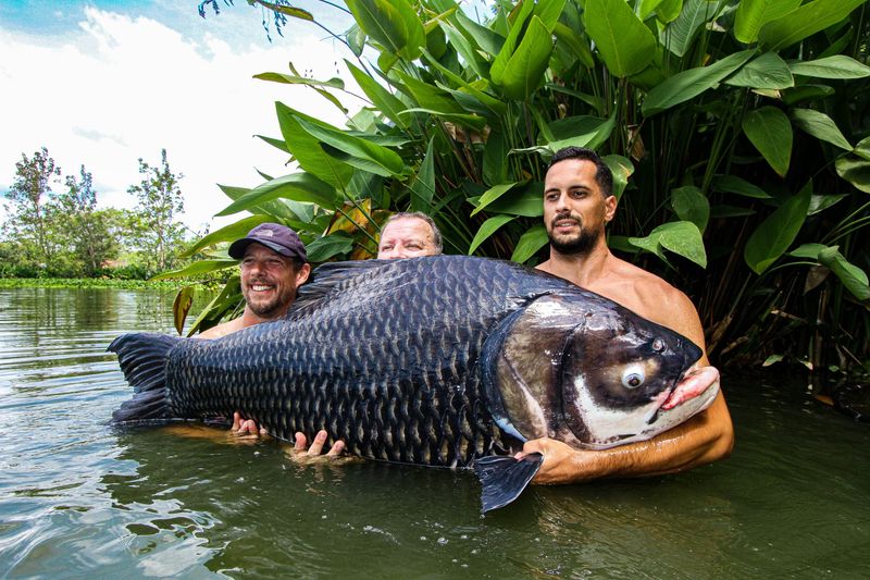 Giant Siamese Carp