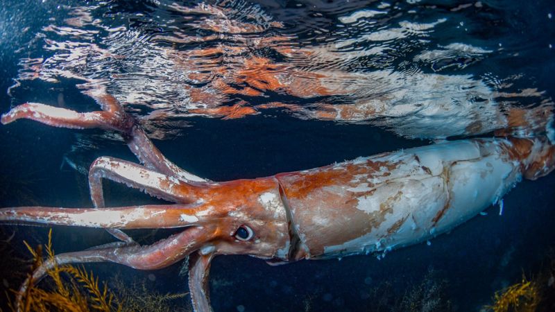 Giant Squid