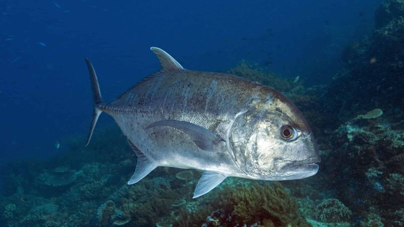 Giant Trevally