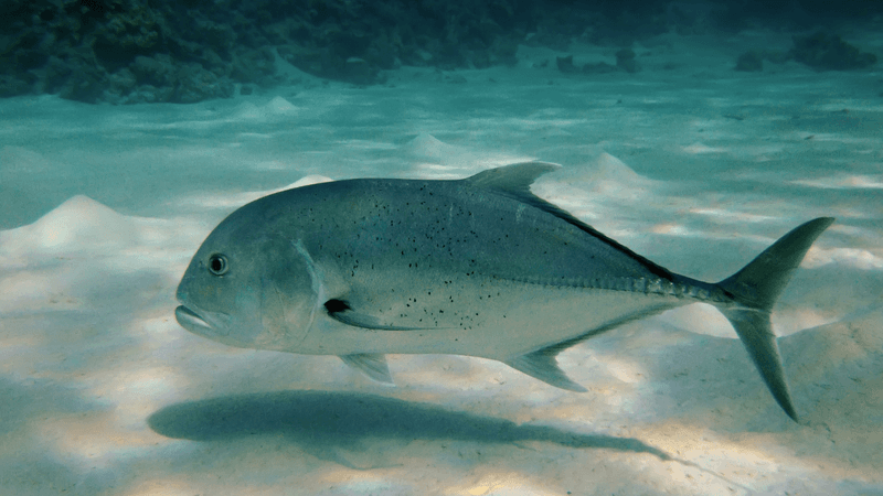 Giant Trevally