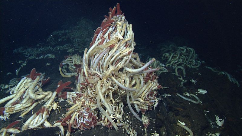 Giant Tube Worm