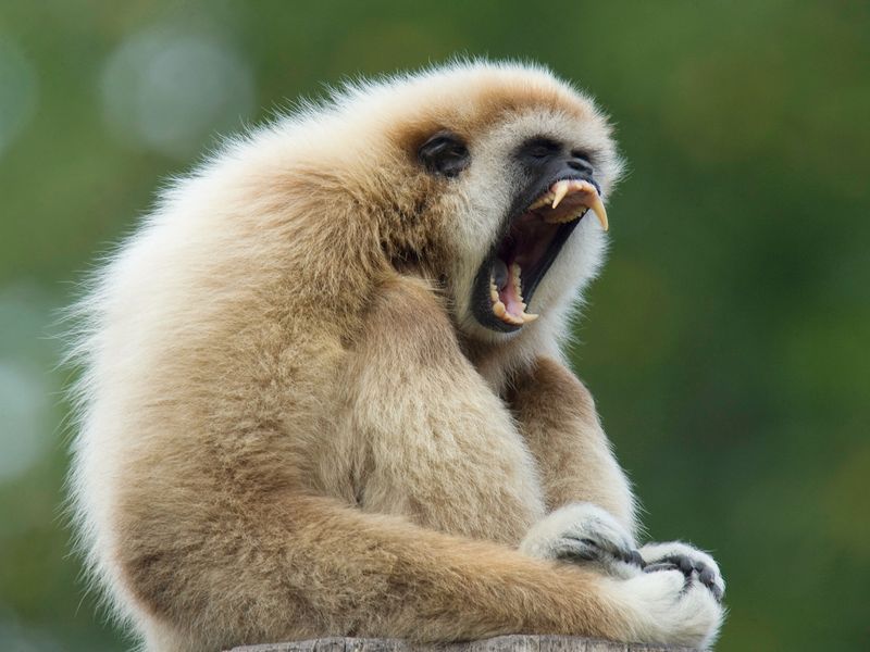 Gibbon