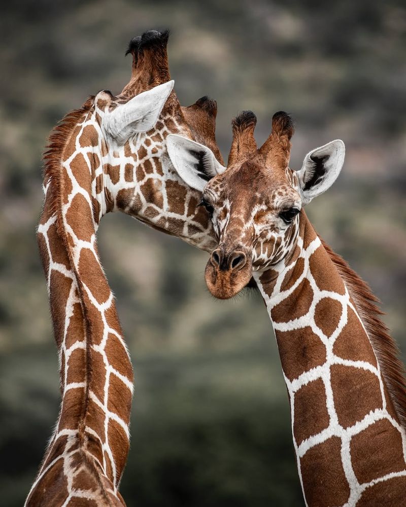 Giraffe Conservation