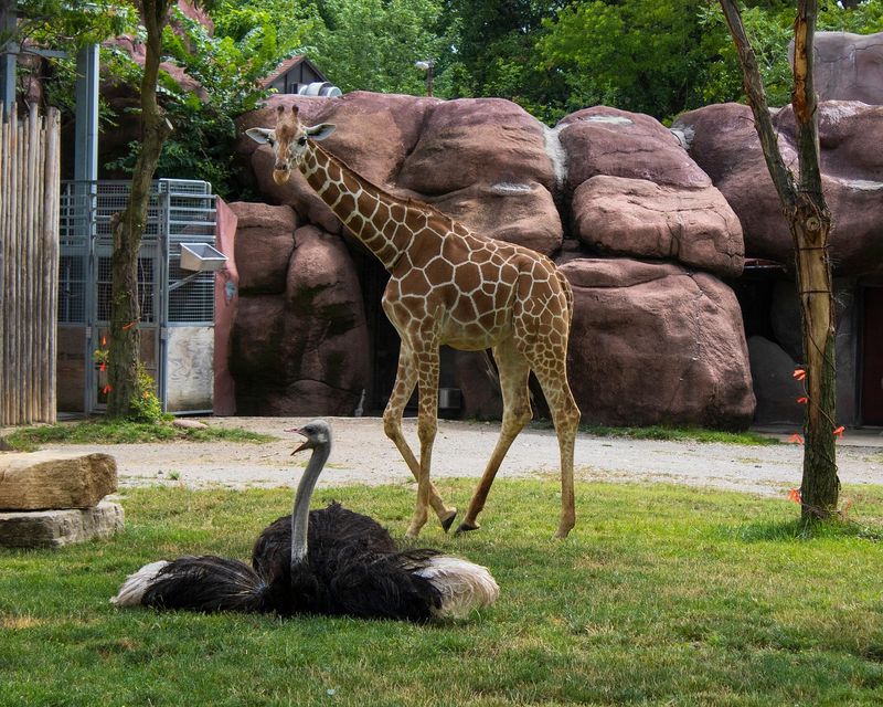 Giraffe vs Ostrich