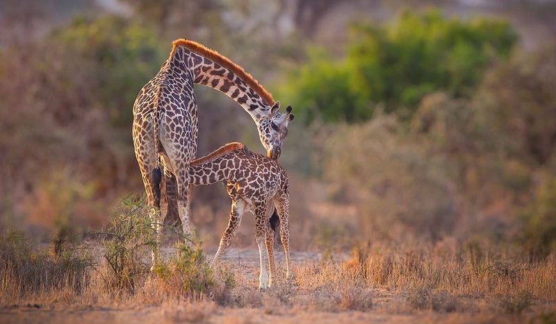 Giraffe