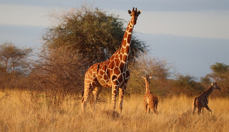Giraffes