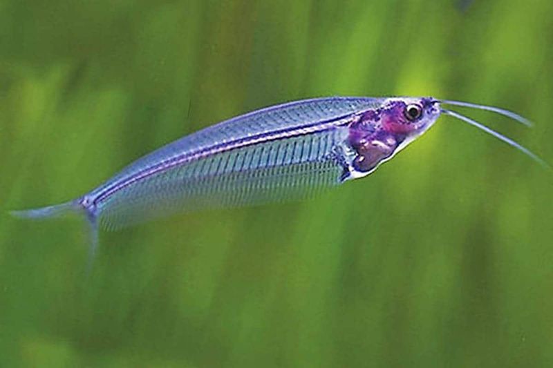 Glass Catfish