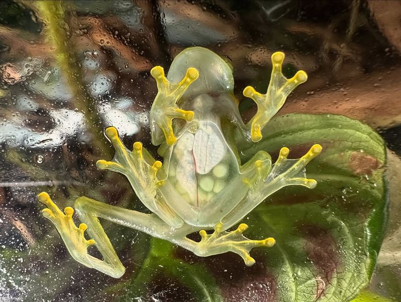 Glass Frog