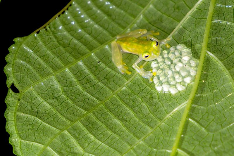 Glass Frog