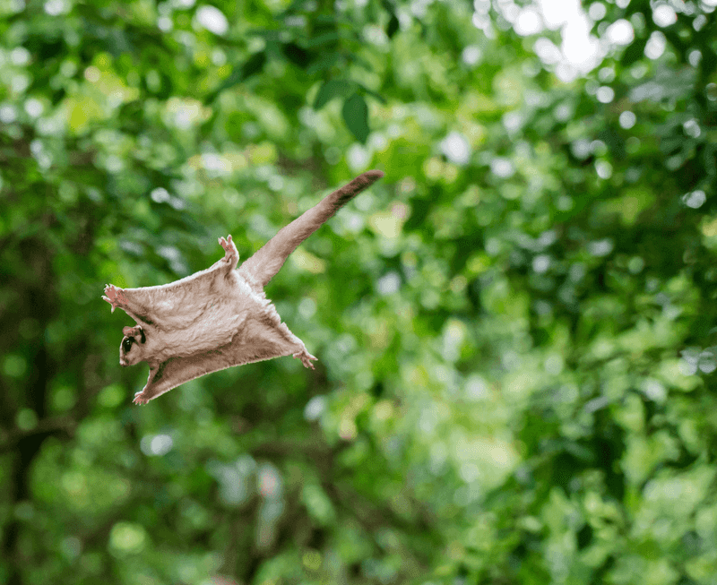 Gliding Possum