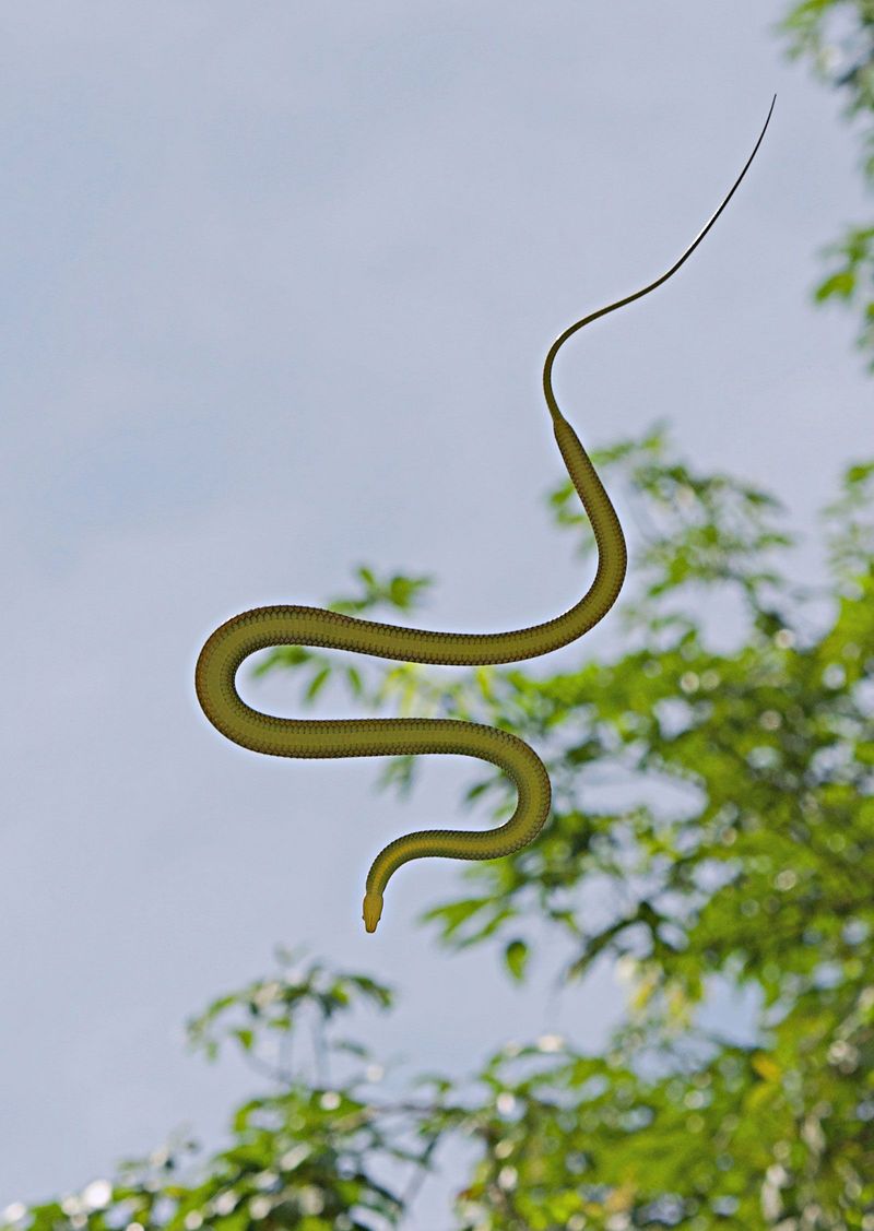 Gliding Snake