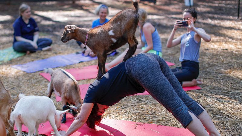 Goat Yoga Trend