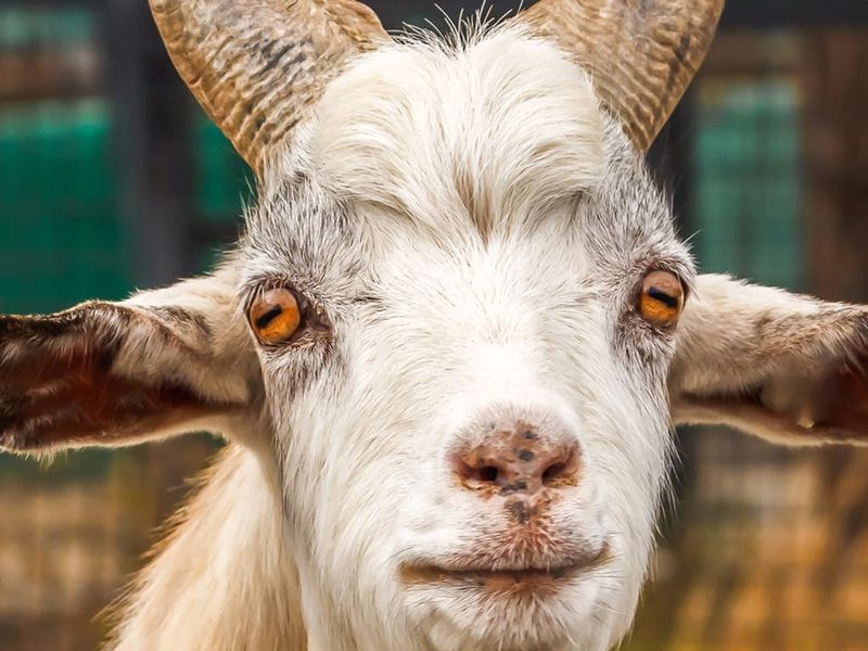 Goats' Unique Eyes