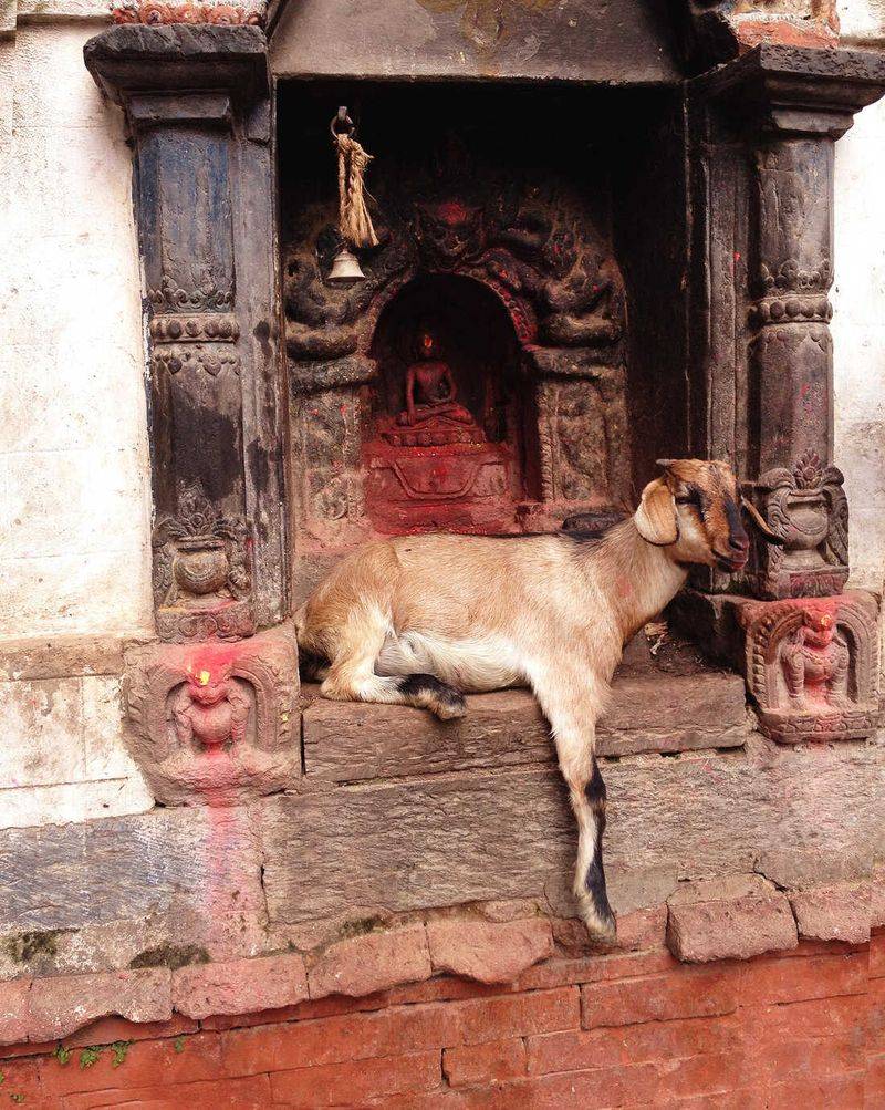 Goats in Culture and History