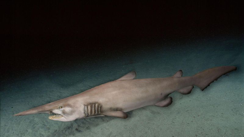 Goblin Shark