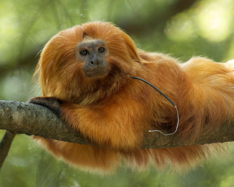 Golden Lion Tamarin