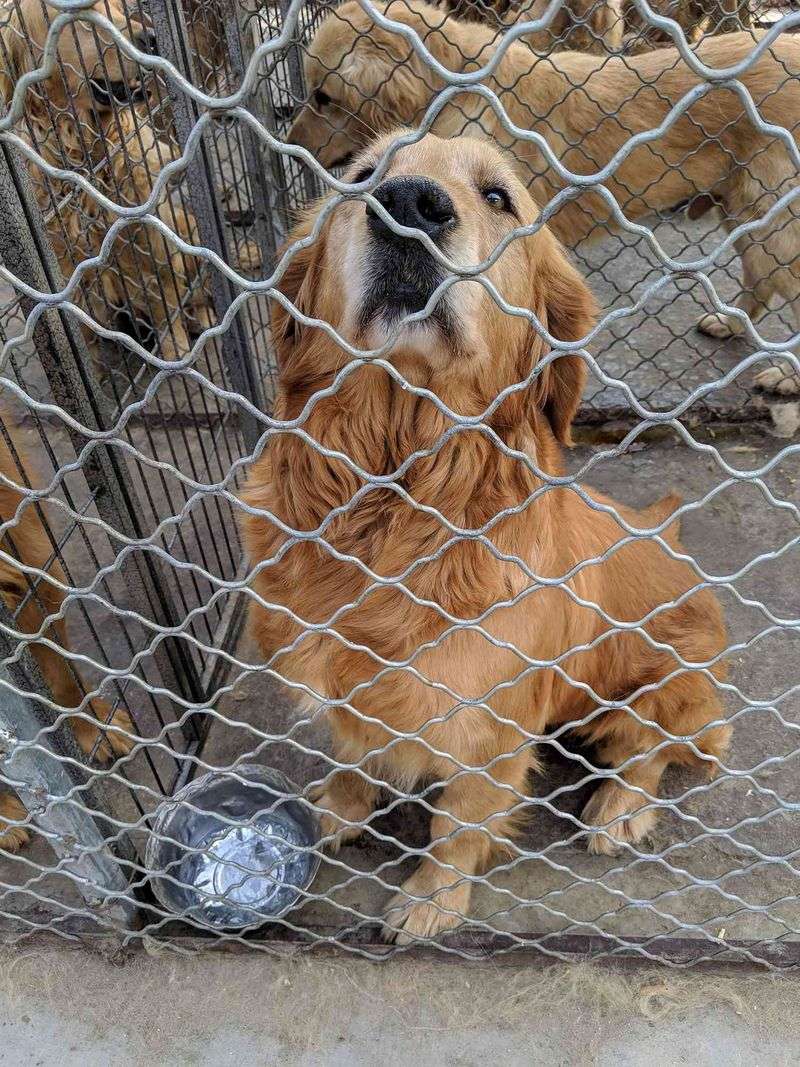 Golden Retriever