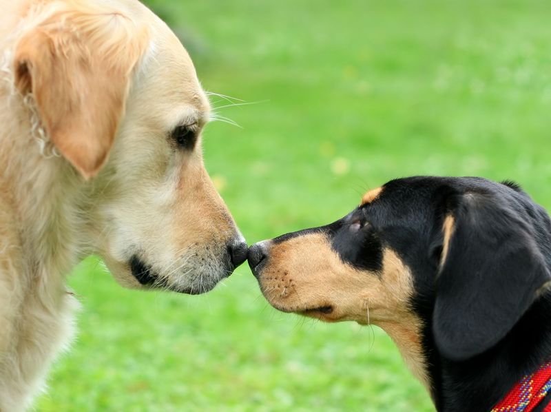 Golden Retriever