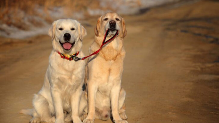 Golden Retriever vs Labrador Retriever: 15 Important Traits That Set Them Apart