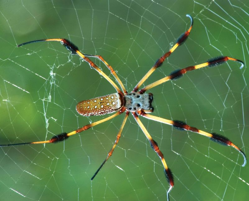 Golden Silk Orb-Weaver