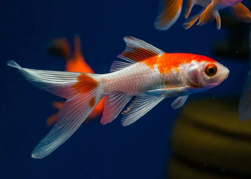Goldfish Are Suitable for Beginners