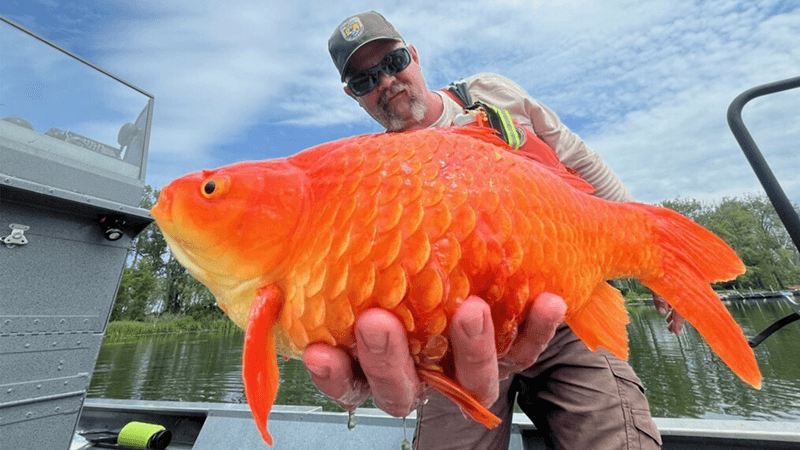 Goldfish Can Be Released Into the Wild