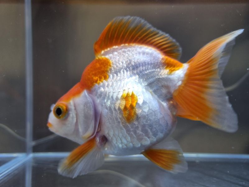 Goldfish Can Handle Sudden Temperature Changes