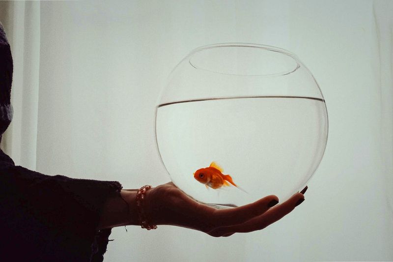 Goldfish Can Live in Bowls