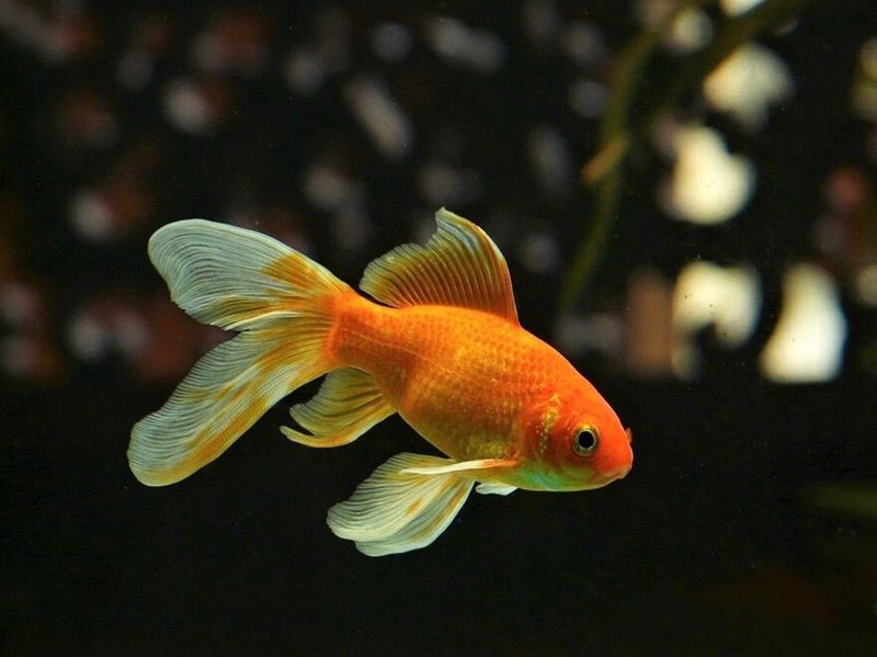 Goldfish Can't Be Trained