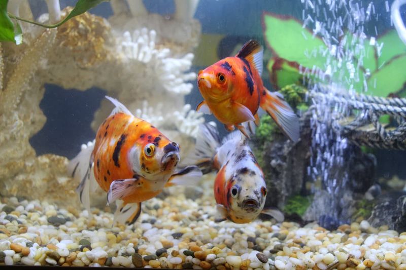 Goldfish Don't Need Companions