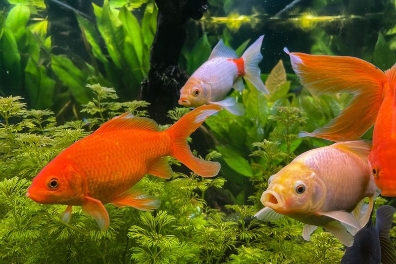 Goldfish Don't Need Plant Life