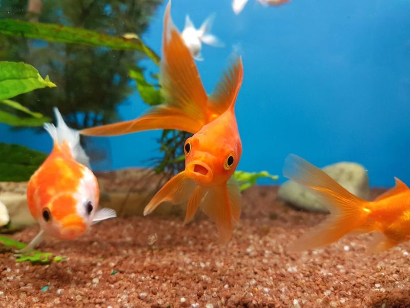 Goldfish Don't Live Long