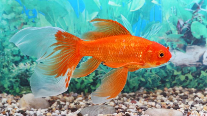 Goldfish Have Short Memories