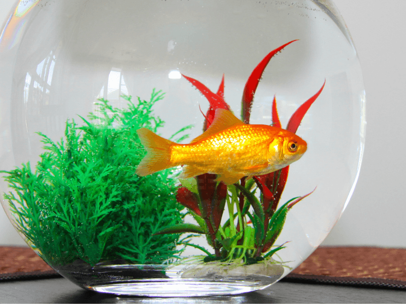 Goldfish Only Grow to Fit Their Bowl