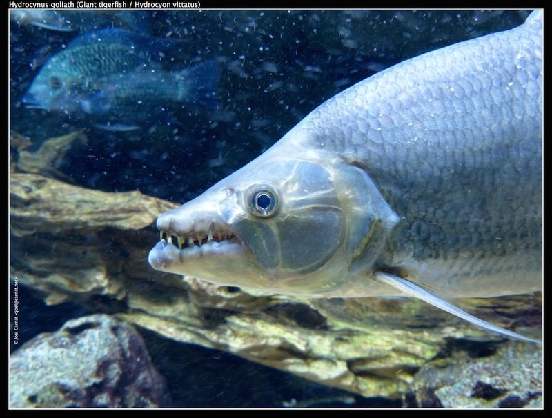 Goliath Tigerfish