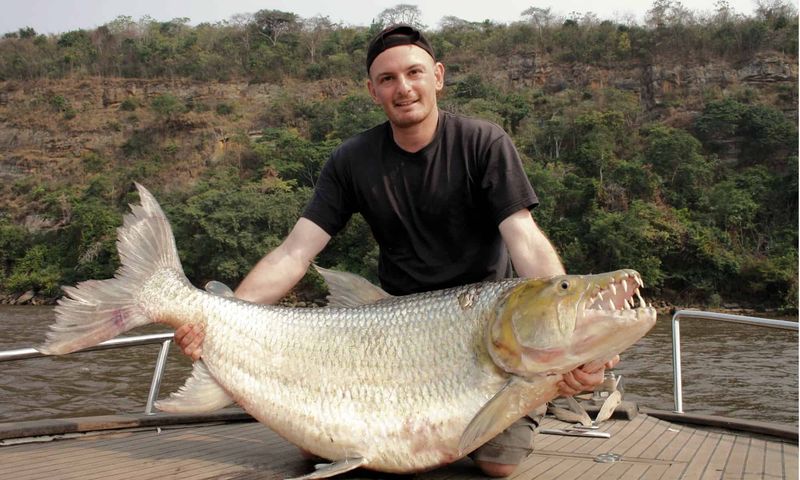 Goliath Tigerfish