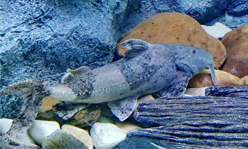 Goonch Catfish