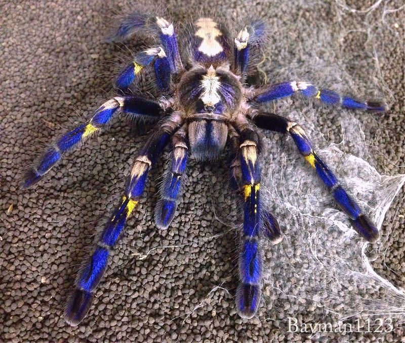 Gooty Sapphire Ornamental Tarantula