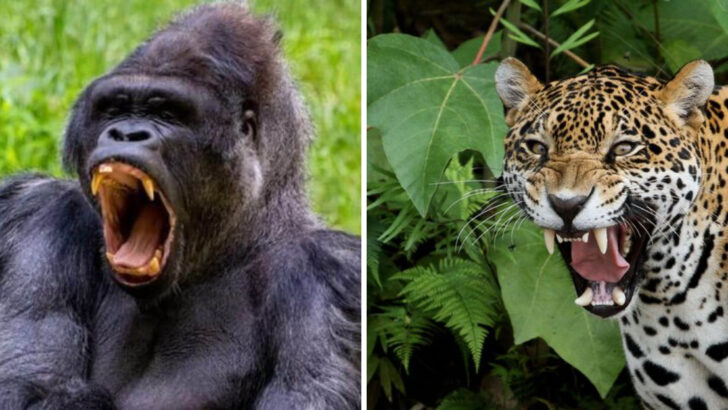 Gorilla vs. Jaguar: Which Apex Predator Holds the Advantage?