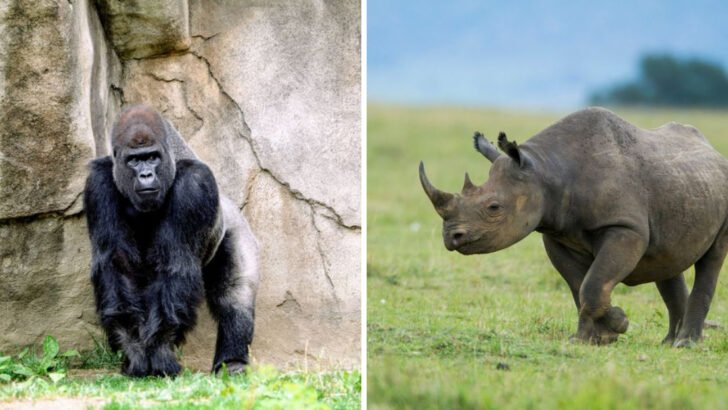 Gorilla vs. Rhino: Who Packs More Power in the Ultimate Strength Showdown?