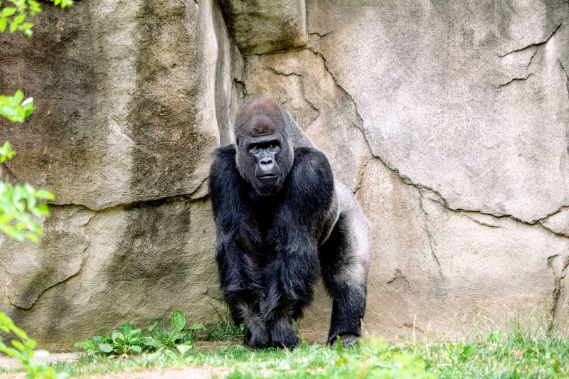 Gorilla