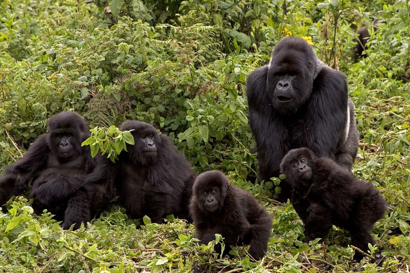 Gorillas