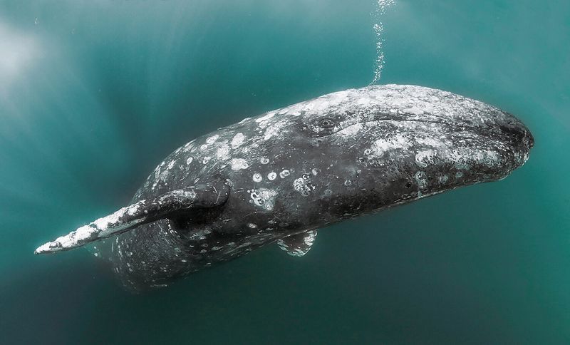 Gray Whale