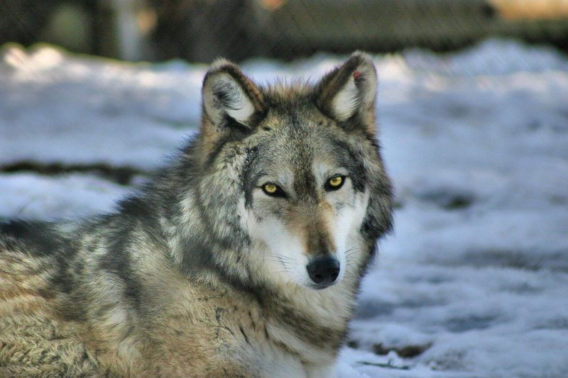 Gray Wolf