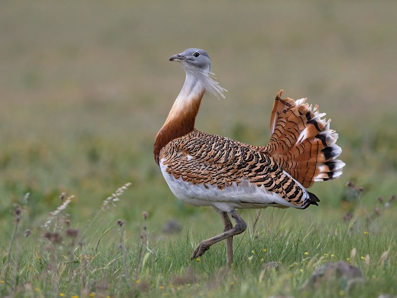 Great Bustard