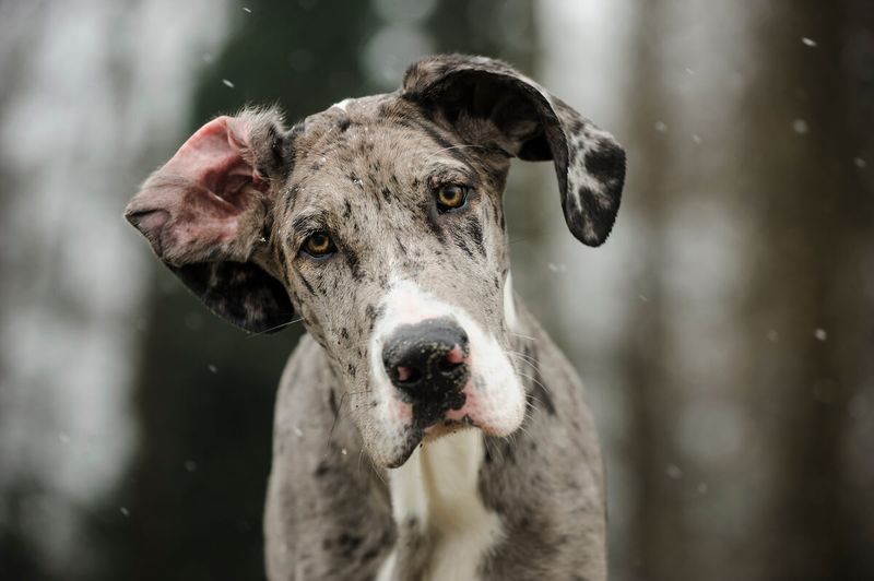 Great Dane